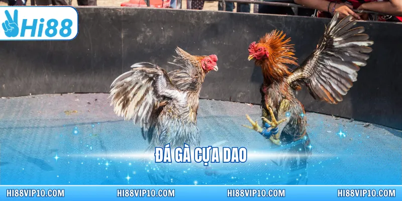 Đá gà cựa dao