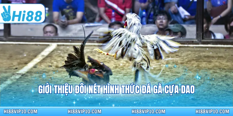 Giới thiệu đôi nét hình thức đá gà cựa dao